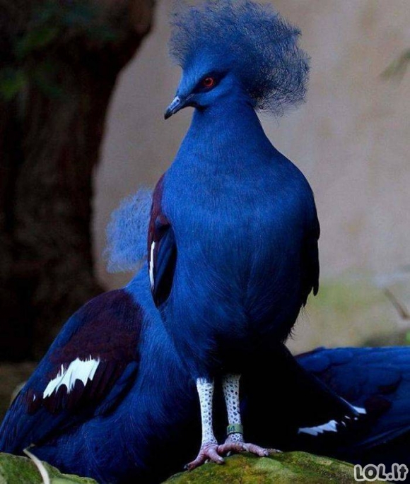 Unikalūs paukščiai su savitu grožiu [GALERIJA]