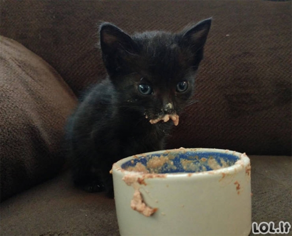 Katės nemoka gražiai valgyti [GALERIJA]
