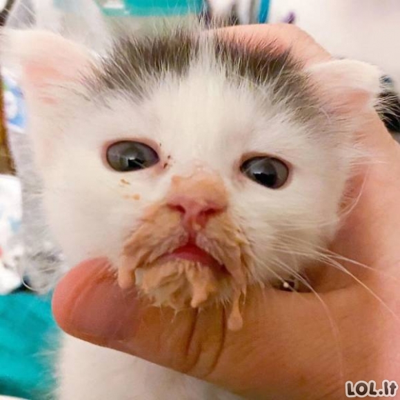 Katės nemoka gražiai valgyti [GALERIJA]