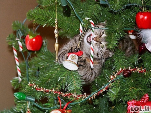 Katės dievina Kalėdų eglutes [GALERIJA]