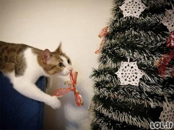 Katės dievina Kalėdų eglutes [GALERIJA]