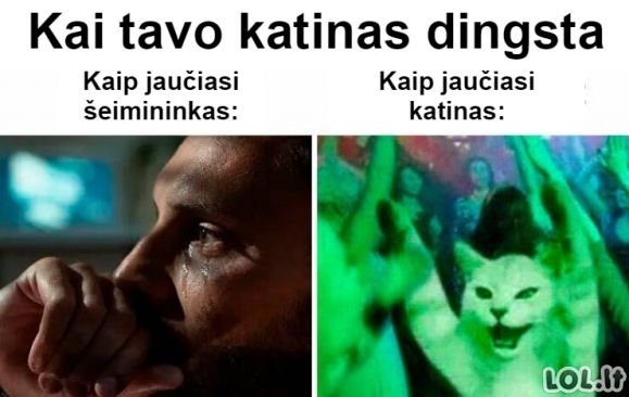 Geros nuotaikos galerija katinų mylėtojams