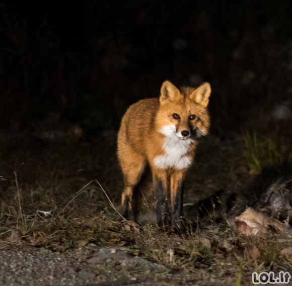 Prieglaudos darbuotoja manė, kad išgelbėjo kačiuką, bet kai jis šiek tiek paaugo, realybė ją pribloškė!