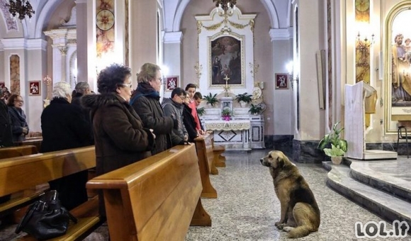 Šis šuo bažnyčioje būna kiekvieną dieną. To priežastis jus nustebins