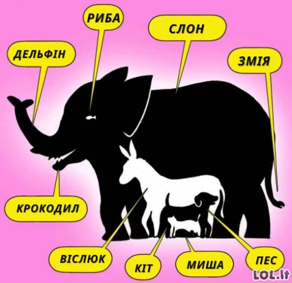 IQ galvosūkis: kiek gyvūnų pastebėsite? Atsakymas gali nustebinti!