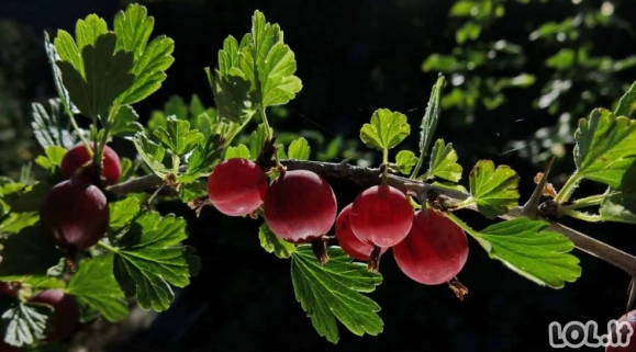Kodėl agrastus verta sumalti mėsmale ir užšaldyti? Tai geriausias patarimas, kokį tik galiu jums duoti!
