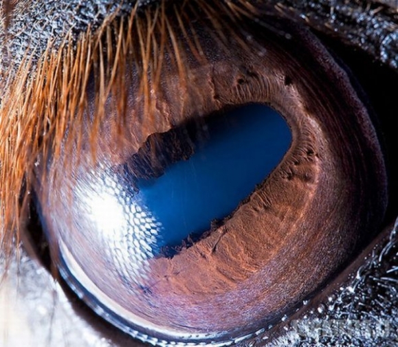 Gyvūnų akys