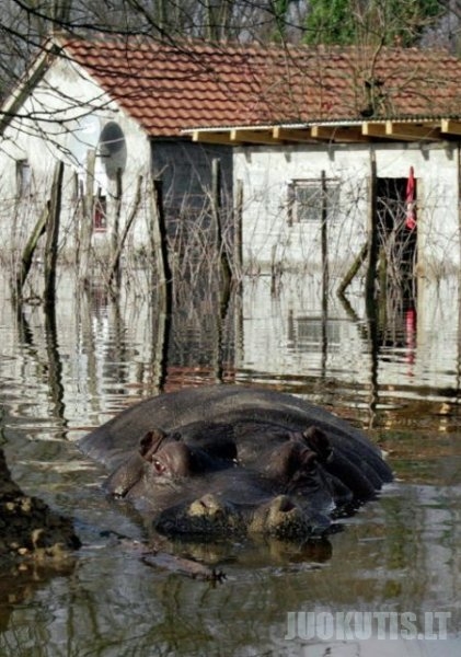 Juodkalnijos zoologijos sode pabėgo begemotas (7 nuotraukos)