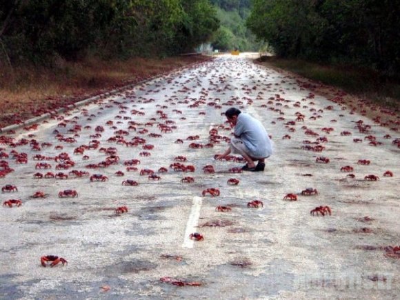 Krabų migracija Velykų saloje