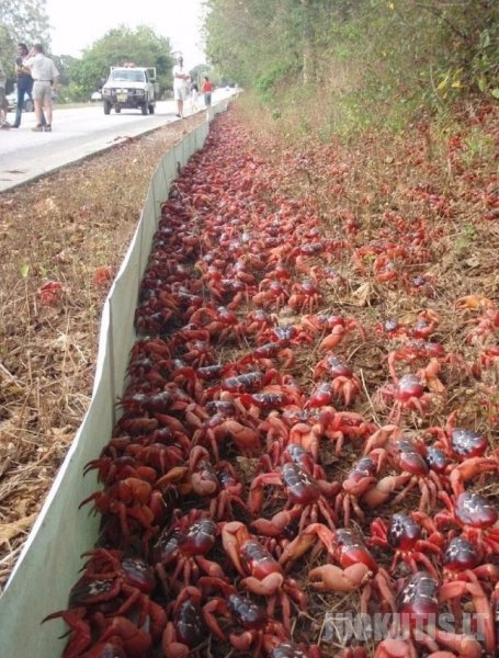 Krabų migracija Velykų saloje