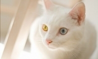 Skirtingos spalvos akys