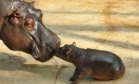Hipopotamo mažylis Berlyno zoo