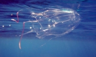Australijos kubinė medūza