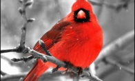 Paukščiai - nuostabios spalvotos būtybės
