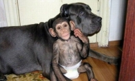 Beždžionėlę užaugino šuo