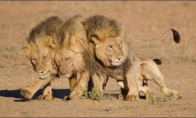 Trys liūtai išėjo iš baro