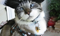 Fotogeniškiausias žvairas katinas pasaulyje