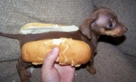 Hot dog