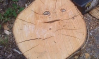 Forever a log