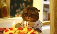 Kačių gimtadieniai