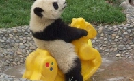 Pandų gebėjimai