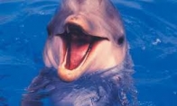 Malaizietiškas delfinas
