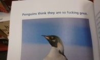 Kietas pingvinas yra kietas