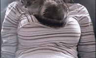 Katinas žino, kur reikia gulėti