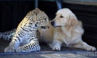 Dar viena eilinė gyvūnų draugystė