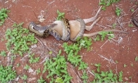 Smauglys valgo kengūrą (8 nuotraukos)