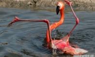 Paslidęs flamingas