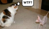 WTF,LOL,FAIL kittie cats 