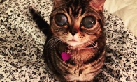 Katė su ateivio akimis