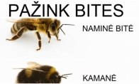 Įvairios bičių rūšys