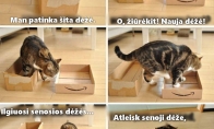 Katinas neišsirenka dėžės