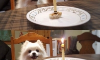 Gimtadienio tortas šuniui