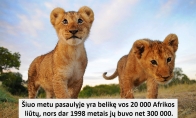 Faktas apie liūtus