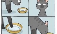 Katinai ir vandens patikrinimas