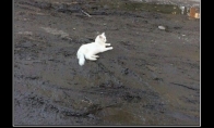 Baltas katinukas purve
