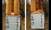 Eksperimentas su GMO ir organiškais produktais