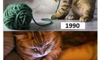 Kačių prisiminimai
