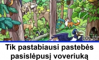 Tik pastabiausi pastebės pasislėpusį voveriuką miške: ar įveiksite iššūkį per 21 sekundę?