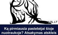 Ką pirmiausia pastebėjai šioje nuotraukoje? Atsakymas atskleis tavo tikrąją emocinę stiprybę
