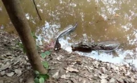 Aligatorius vs gyvatė, kas nugalės? (1 video)