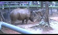 Zebras raganosį ėda :D (1 video)