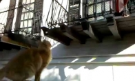 Šuolis ant balkono : ) (1 video)