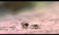 Voras prieš skruzdėlę