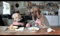 Šunys pietauja restorane