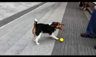 Šuo žaidžia su savim