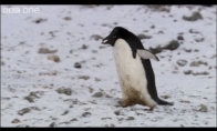 Nuožmi konkurencija tarp pingvinų